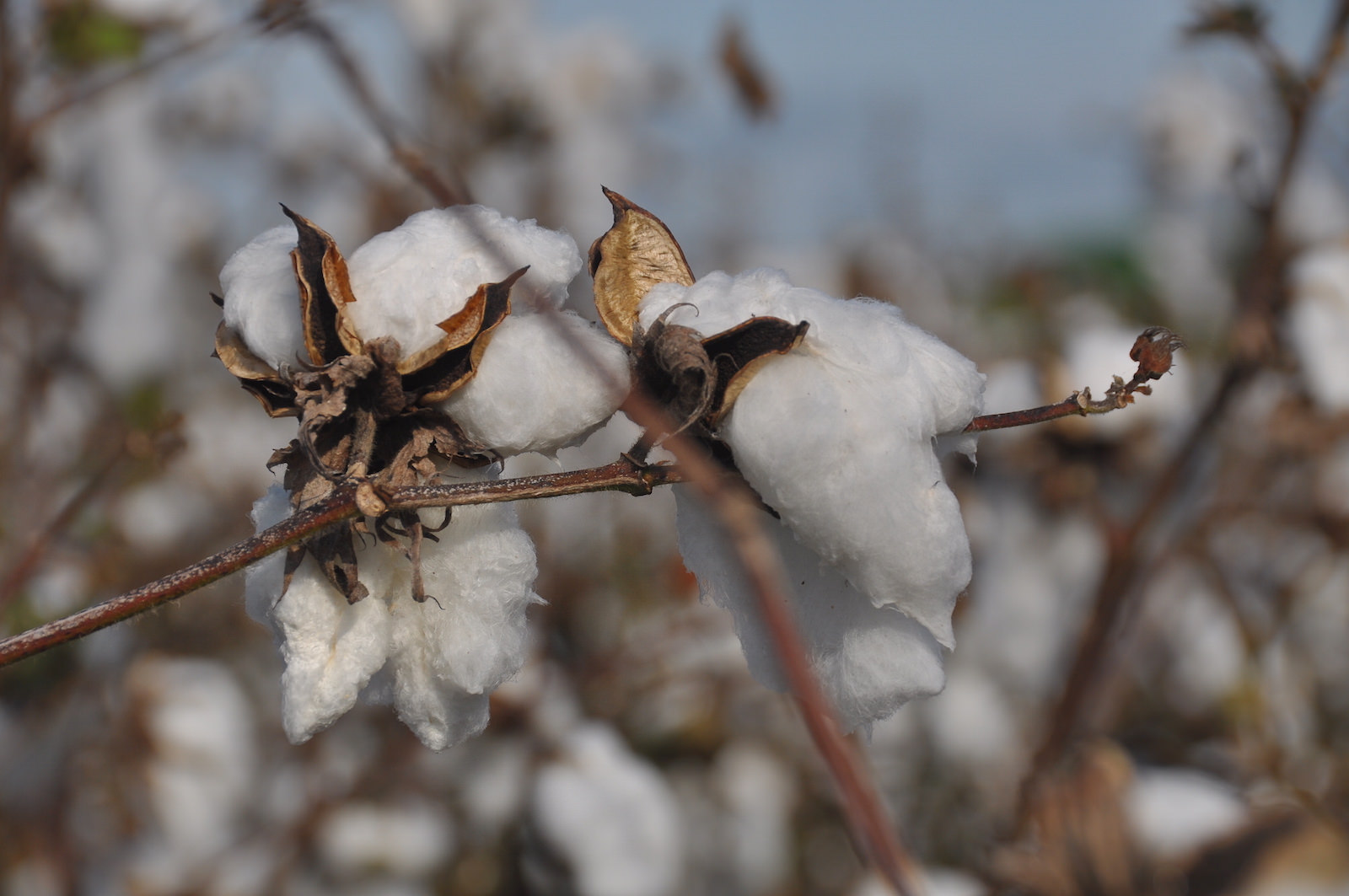 cotton with debris
